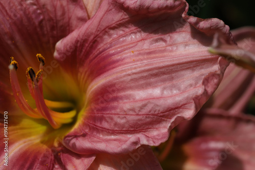 A vivid close-up of a pink daylily bloom, featuring soft petals, bright yello...