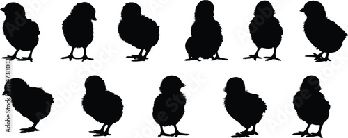 Fluffy baby chick silhouettes collection isolated on white background, cute poultry farm bird vector illustration set