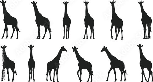 Giraffe silhouette set in various standing poses isolated on white background, African wildlife vector illustration collection