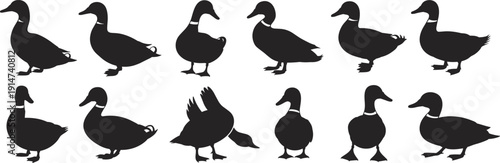 Set of Duck Silhouettes in Different Standing and Resting Poses Isolated on White Background for Farm Design