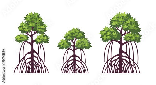 Illustration of three mangrove trees with prominent aerial roots