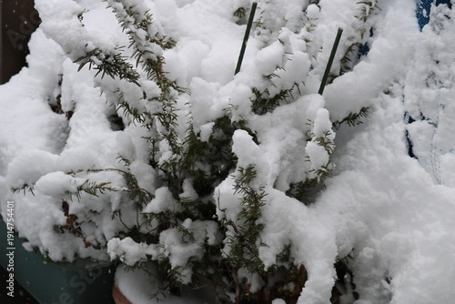 ローズマリーに積もった雪　冬の風景