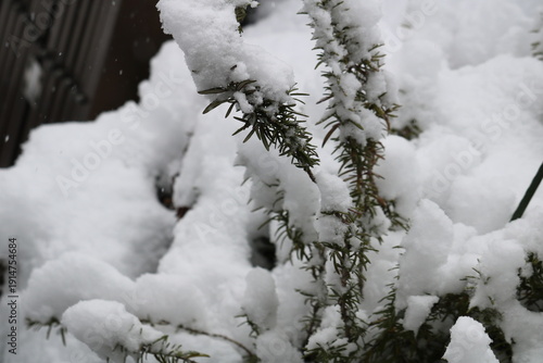 ローズマリーに積もった雪　冬の風景
