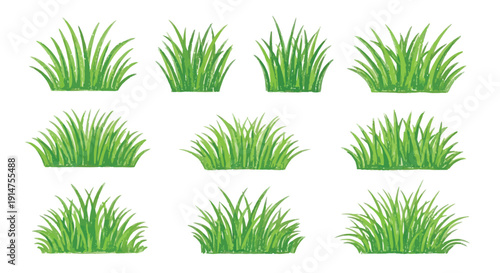 Nine clumps of vibrant green grass isolated on a white background