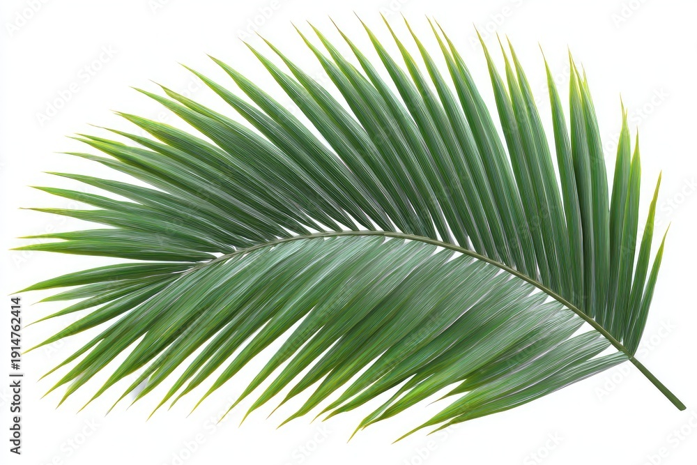 Obraz premium A vibrant, curved palm leaf isolated on a stark white backdrop