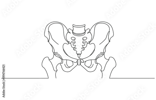 Human pelvic bone in continuous one line drawing.