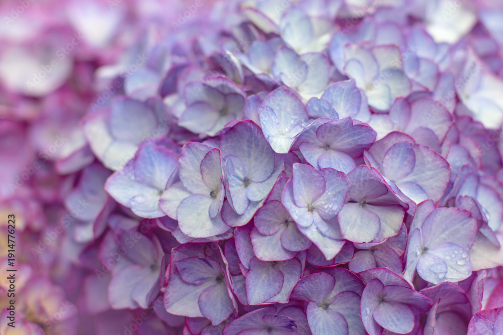 Obraz premium Pastel light violet bigleaf hydrangea flowers with purple edges close up