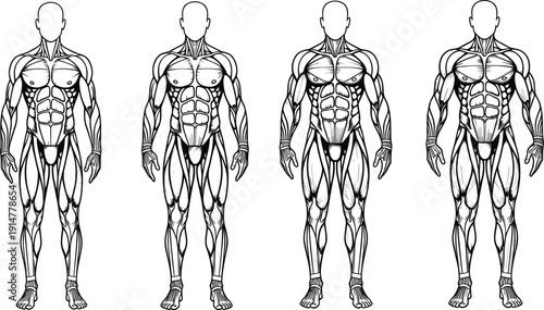 Black vector line art illustration set of muscular male human anatomy showing torso chest and leg muscles for fitness bodybuilding medical education and healthcare branding