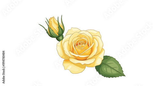 Yellow rose flower and small bud with green leaves isolated on a plain white background for design and decoration.