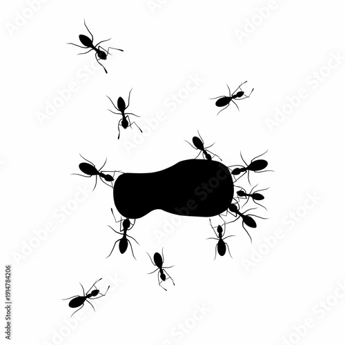 A group of black ants is surrounding food on a white background. Vector illustration 