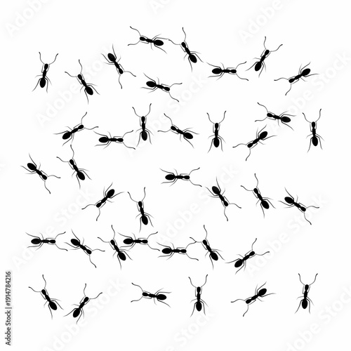 Silhouette of a group of ants gathered against a white background. Black ants are searching for food.