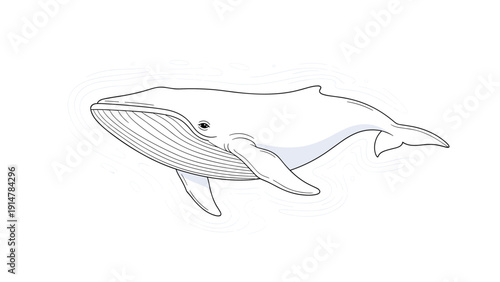 Detailed line drawing of a large humpback whale swimming gracefully with light blue shadows on a white background.