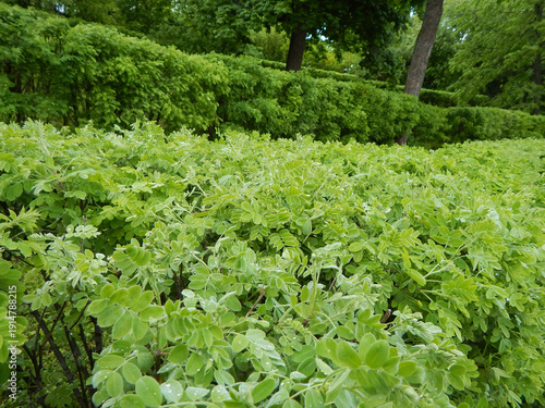 Green spring bushes.