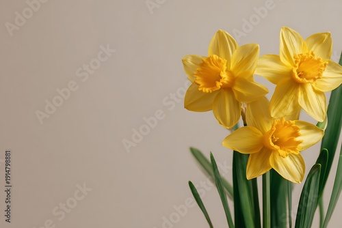Yellow narcissus flowers blooming against neutral background