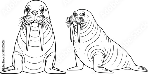 Walrus Outline Illustration with Detailed Marine Mammal Line Art for Coloring Book, Wildlife Education, and Ocean Animal Design Projects