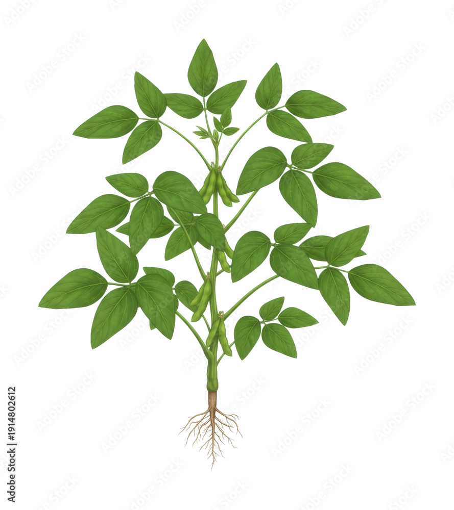 Fototapeta premium Growing green plant with roots in nature isolated on transparent background