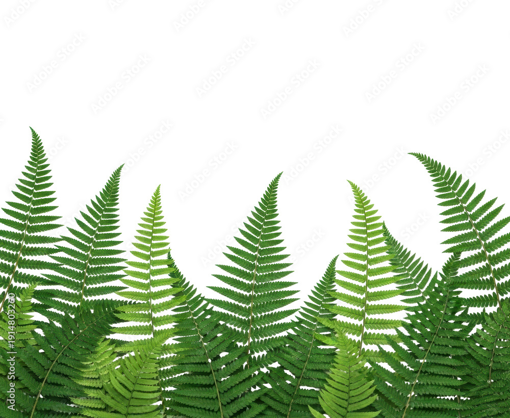Obraz premium Vibrant green ferns natural habitat close-up image lush environment isolated on transparent background