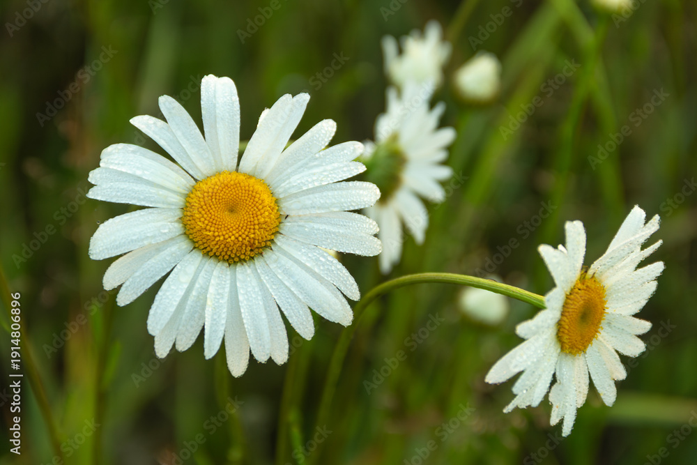 Fototapeta premium Oxeye Daisy with Morning Dew in a Meadow