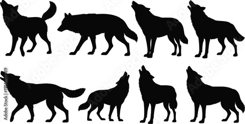 Black wolf silhouettes set featuring howling and walking predators in various poses isolated on white background for wildlife nature and wilderness graphic design