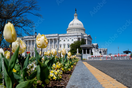 Quadro em tela Washington spring sunny blue sky