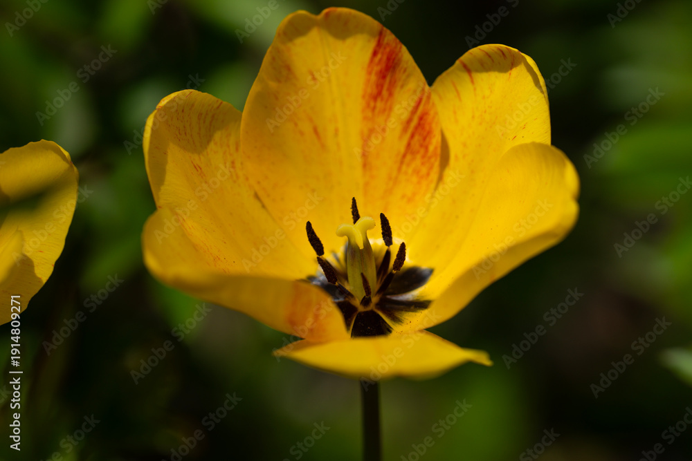 Fototapeta premium Tulips with spring background. Tulips blooming in spring. Delicate tulip petals. Tulips in nature. Floral background with tulips.