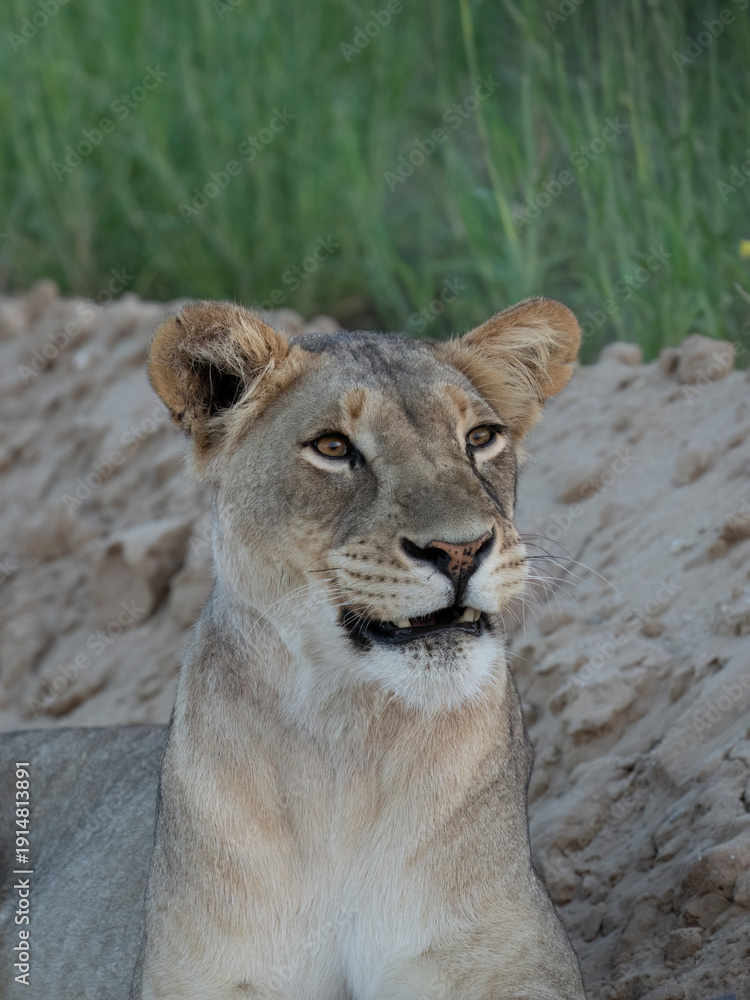 Obraz premium Löwe, Panthera leo