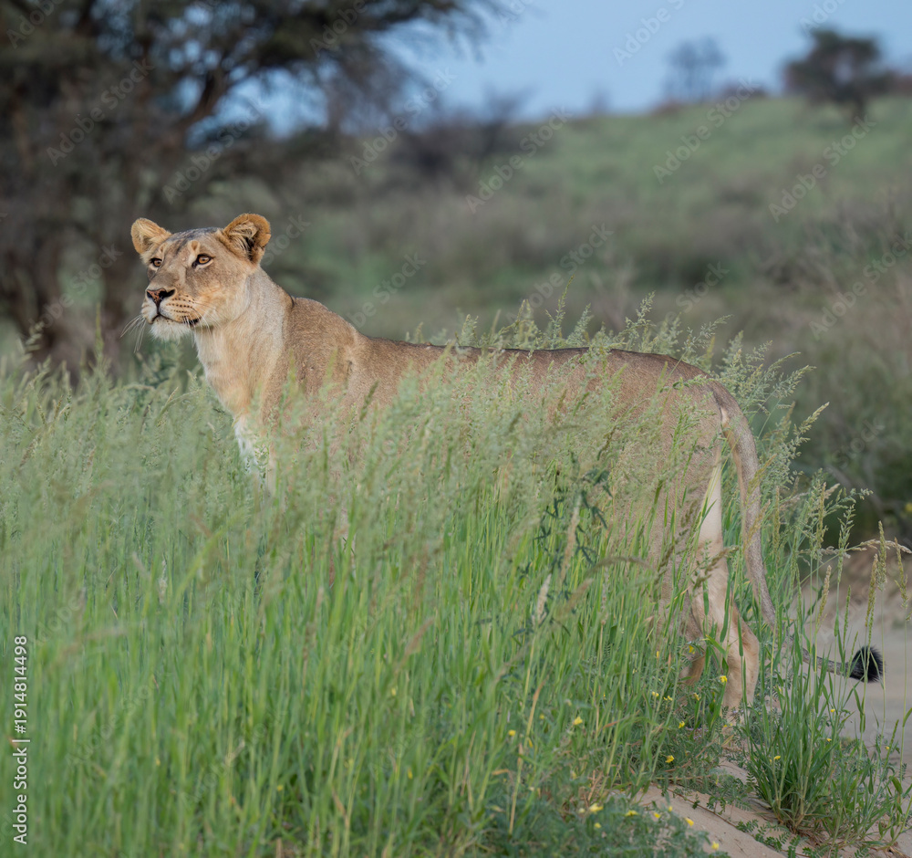 Naklejka premium Löwe, Panthera leo