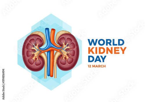 World kidney day illustration with kidney and ureter on blue hexagon