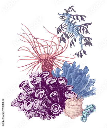 Coral reef group with sea leaf dragon