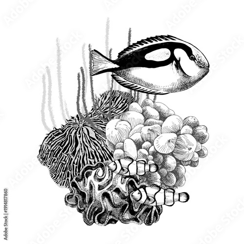 Hand drawn coral reef. Underwater life sketch