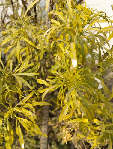 Fresh green cannabis leaves close-up with natural sunlight and vibrant texture for medical or botanical use