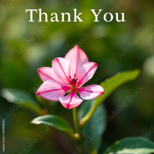 Wallpaper Mural A single, delicate bloom signifies a sincere thank you and a gesture of appreciation for kindness received,  elegance,  respect Torontodigital.ca