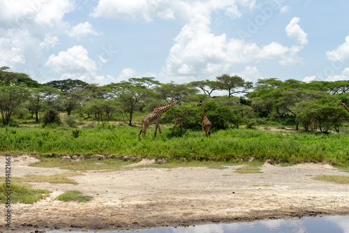 Фотография The Serengeti is home to a vast number of herbivorous animals.