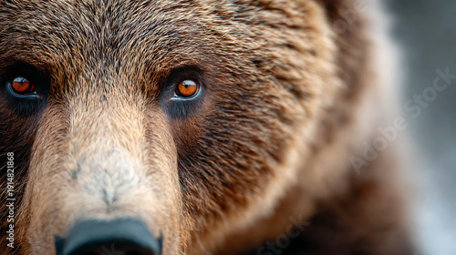 Close-up portrait of a grizzly bear with intense eyes, emphasizing strength, wild power, and detailed mammal features.