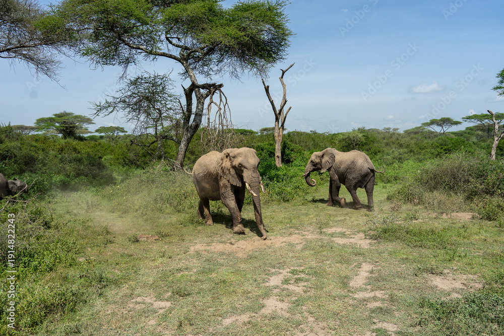 Fototapeta premium Lovely African Elephant Family on a Serengeti Safari