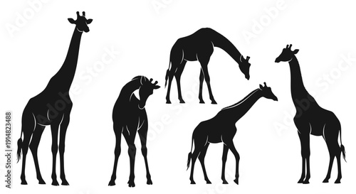 Illustration of various giraffes standing and grazing in a natural environment from a straightforward viewpoint