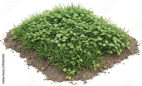 Green Grass Growing on Soil Isolated on White