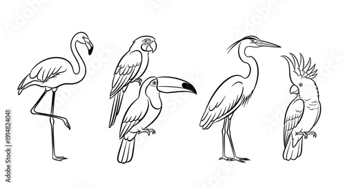 Illustrations of various exotic birds standing in different poses on a white background from a front viewpoint