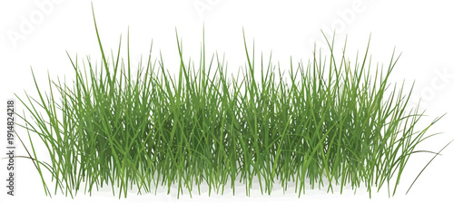 Green Grass Isolated on White Background