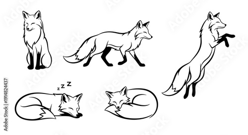 Illustrations of a fox in various poses and states of rest and activity viewed from different angles