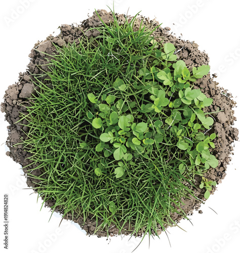 Green Grass Growing on Soil Patch Isolated on White