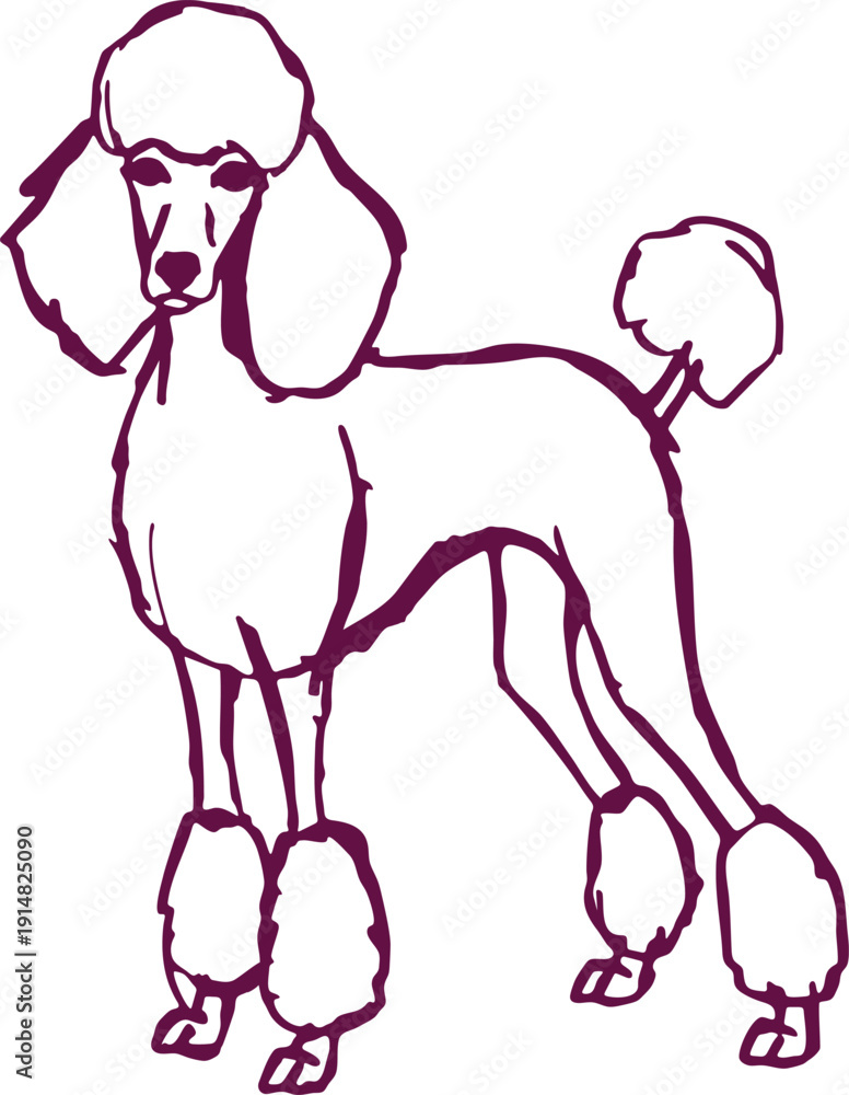 Obraz premium Poodle Line Drawing Illustration
