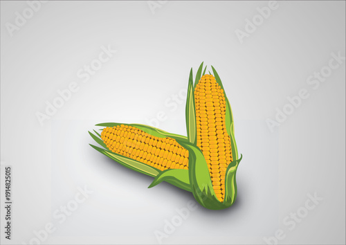 Corncob Vector Image 
