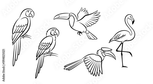 Illustration of various birds in different poses and flight, showcasing diverse species and behaviors in a simple line art style