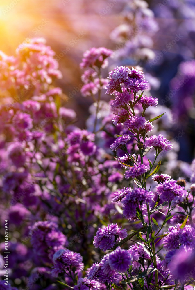 Obraz premium Purple Pastel margaret flower floral soft nature blossom blurred background. Pastel violet romance bloom spring season. Magenta petals blossom in beautiful garden. Close-up violet floral wildflower