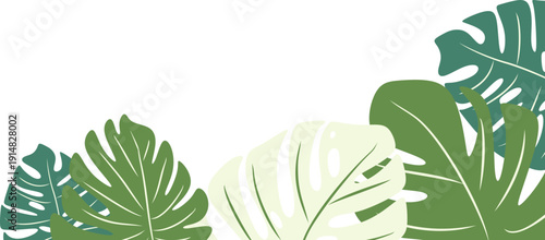 Monstera Plant Leaves Corner