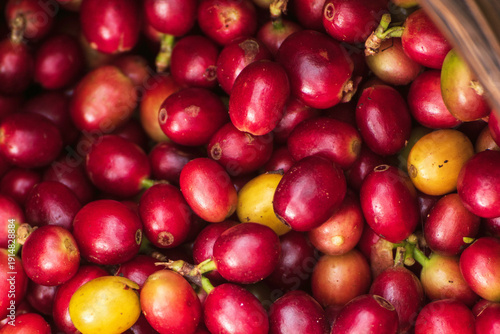 Ripe Red coffee bean berry fresh seed tree growth green eco organic farm. Top view Close up red ripe seed robusta arabica berries harvest brazil coffee plantation garden. Fresh bean with copy space