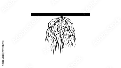 restricted branching root system, black isolated silhouette
