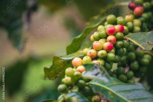 Wallpaper Mural Ripe Red coffee bean berry plant fresh seed coffee tree growth in green eco organic farm. Close up red ripe seed robusta arabica berries harvest for  coffee garden. Fresh coffee bean green leaf bush Torontodigital.ca