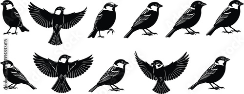 bird silhouettes set, flying and standing sparrow collection, wildlife avian illustration, black bird vector icons, nature animal design bundle
